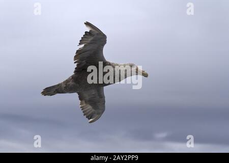 southern giant petrel flying over the southern ocean on a cloudy day Stock Photo