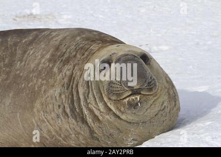 portrait of adult male southern elephant seal lying in the snow Antarctic Islands Stock Photo