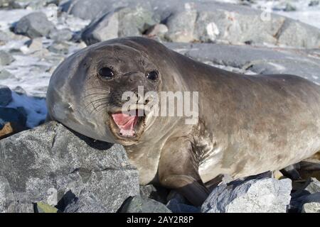 southern elephant seal that is on the rocks and roars Stock Photo