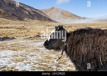 Close up view of a young yak on Tibetan pasture Stock Photo