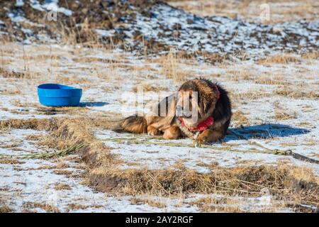Tibetan mastiff is guarding the entry to the camp Stock Photo