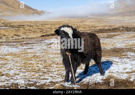 Young yak is standing on a snowy Tibetan pasture Stock Photo