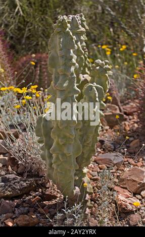 A View of Totem Pole Cactus, Pachycereus Schottii Monstrosus Stock Photo