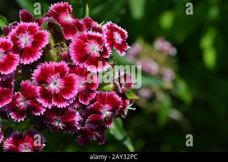 Cloves Turkish. Dianthus barbatus. Garden plants. Flower. Perennial. Horizontal photo Stock Photo