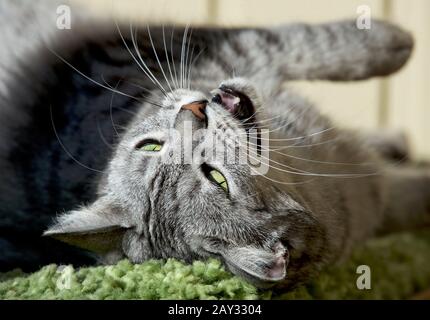 animal, beautiful, blur, cat, close, cute, day, domestic, dreaming, eyes, face, fluffy, friend, funny, fuzzy, grey, hair, head, kitten, kitty, lazy, l Stock Photo