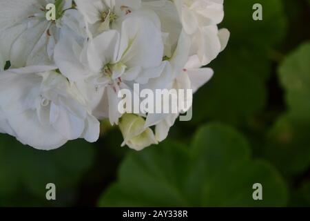 Geranium white. Pelargonium. Garden plants. Useful houseplant. Beautiful inflorescence. On blurred background Stock Photo