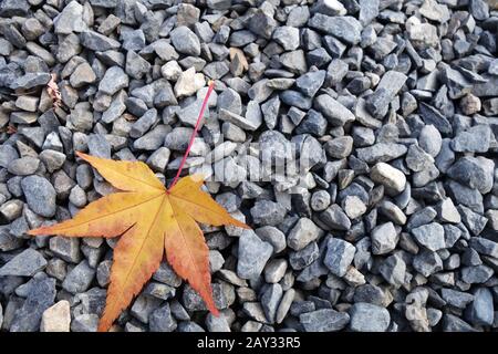 Yellow maple leaves on the stone Stock Photo