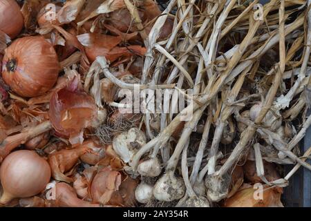 Onion garlic. Allium cepa. Allium sativum. Close-up. Farm. Field. Harvesting Stock Photo
