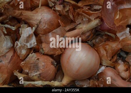 Onion. Allium cepa. Close-up. Farm. Field. Garden. Harvesting Stock Photo