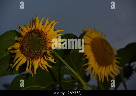Domesticated sunflower (Helianthus). Stock Photo