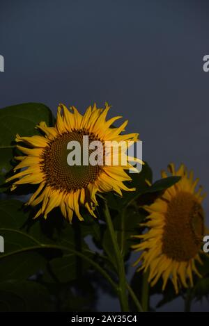 Domesticated sunflower (Helianthus). Stock Photo