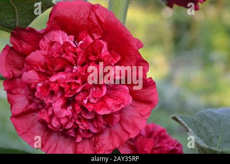 Mallow. Malva. Alcea. Large, curly flowers. The flower similar to a rose. Red, burgundy. Close-up. Garden. Flowerbed. Horizontal Stock Photo