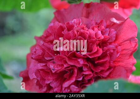 Mallow. Malva. Alcea. Large, curly flowers. The flower similar to a rose. Red, burgundy. Close-up. Garden. Flowerbed Stock Photo