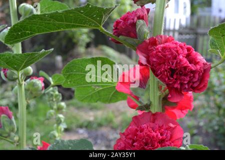Mallow. Malva. Alcea. Large, curly flowers. The flower similar to a rose. Red, burgundy. Close-up. Sun rays. Flowerbed Stock Photo