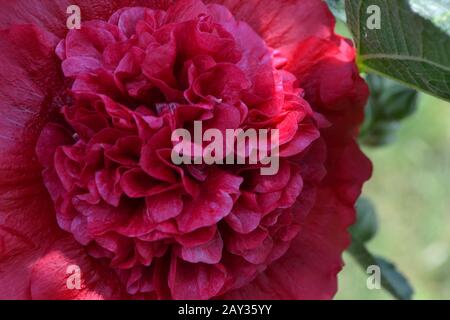 Mallow. Malva. Alcea. Large, curly flowers. The flower similar to a rose. Red, burgundy. Sun rays. Garden. Flowerbed Stock Photo