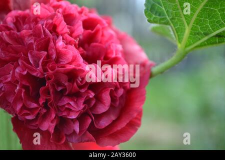Mallow. Malva. Alcea. Large, curly flowers. The flower similar to a rose. Red, burgundy. Sun rays. Garden. Flowerbed. Horizontal Stock Photo