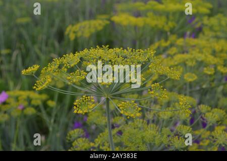 Dill. Anethum graveolens.  Short-lived annuals. Medicinal plant. dill flowers. On blurred background. Garden. Growing herbs. Horizontal Stock Photo