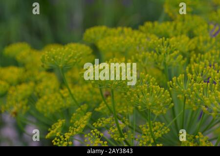 Dill. Anethum graveolens.  Short-lived annuals. Medicinal plant. dill flowers. On blurred background. Field. Growing herbs. Horizontal photo Stock Photo