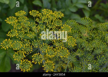 Dill. Anethum graveolens.  Short-lived annuals. Medicinal plant. dill flowers. On blurred background. Garden. Field. Growing herbs. Horizontal photo Stock Photo