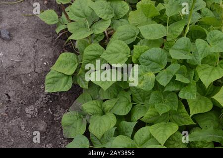 Beans. Phaseolus. Bean leaf. Garden. Field. Beans growing in the garden. Growing. Horizontal photo Stock Photo