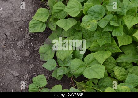 Beans. Phaseolus. Bean leaf. Garden. Field. Beans growing in the garden. Growing. Horizontal Stock Photo