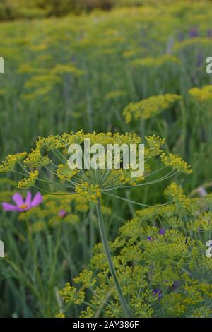 Dill. Anethum graveolens. Short-lived annuals. Medicinal plant. dill flowers. On blurred background. Garden. Field. Growing herbs. Vertical photo Stock Photo