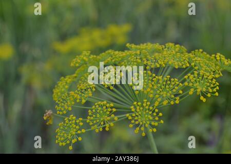 Dill. Anethum graveolens.  Short-lived annuals. Medicinal plant. dill flowers. On blurred background. Field. Growing herbs. Horizontal Stock Photo