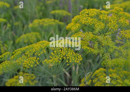 Dill. Anethum graveolens.  Short-lived annuals. Medicinal plant. dill flowers. On blurred background. Garden. Growing herbs. Horizontal photo Stock Photo