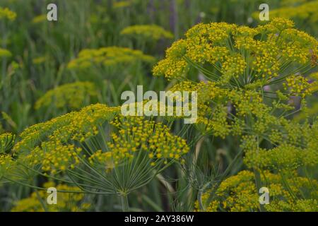 Dill. Anethum graveolens.  Short-lived annuals. Medicinal plant. dill flowers. On blurred background. Garden. Field. Growing herbs. Horizontal Stock Photo
