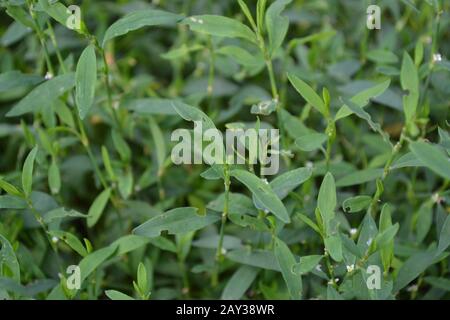Green grass. Polygonum aviculare. Medicinal plant. Fodder plant. Horizontal photo Stock Photo