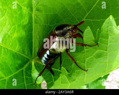 June bug close-up on green grape leaf with textures and bright green lights. beauty in nature. Scientific name Melolonthinae. bugs and insects concept Stock Photo