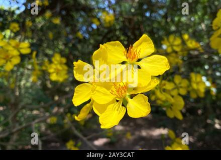 Ochna integerrima flowers at spring time in Southern Vietnam. The flower is a typical plant for Vietnamese New Year. Stock Photo