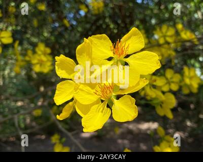Ochna integerrima flowers at spring time in Southern Vietnam. The flower is a typical plant for Vietnamese New Year. Stock Photo