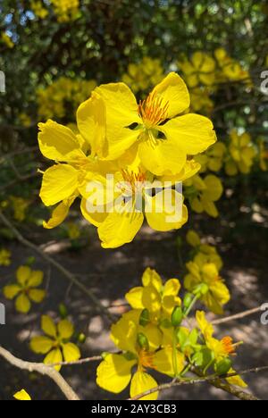 Ochna integerrima flowers at spring time in Southern Vietnam. The flower is a typical plant for Vietnamese New Year. Stock Photo