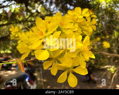 Ochna integerrima flowers at spring time in Southern Vietnam. The flower is a typical plant for Vietnamese New Year. Stock Photo