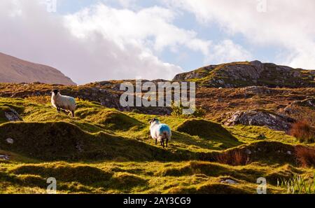 Sheep in hills, near Killadoon, County Mayo, Ireland, morning Stock Photo