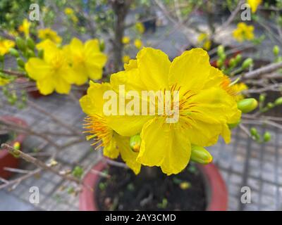 Ochna integerrima flowers at spring time in Southern Vietnam. The flower is a typical plant for Vietnamese New Year. Stock Photo