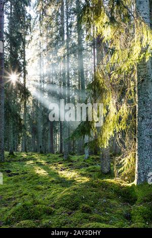 Sun shining through tree trunks Stock Photo