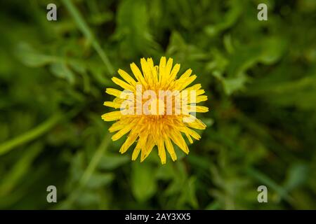 Yellow Daisy little bloom in morning with green leaf top view background, Chrysanthemum coronarium L. Stock Photo