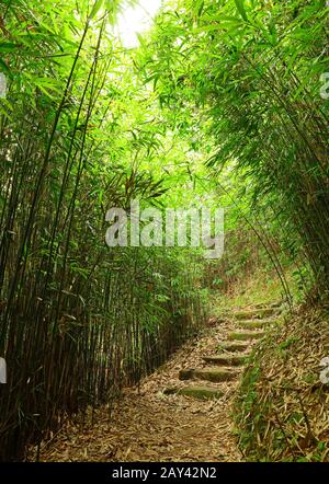 path in bamboo forest Stock Photo