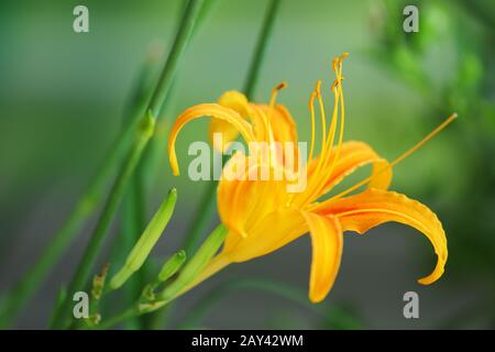 Day Lily - Hemerocallis fulva Stock Photo