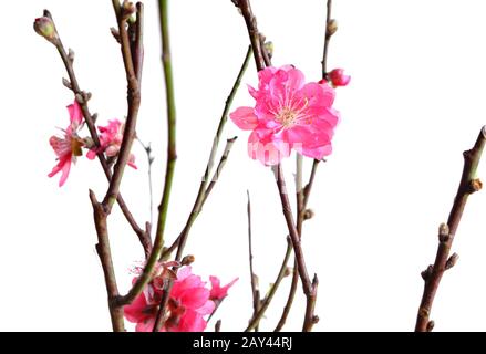 cherry blossoms for chinese new year Stock Photo