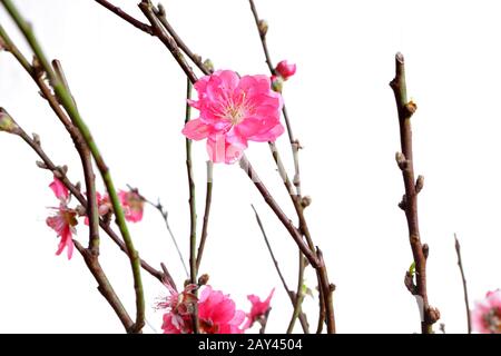 cherry blossoms for chinese new year Stock Photo