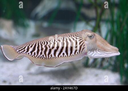 cuttlefish Stock Photo