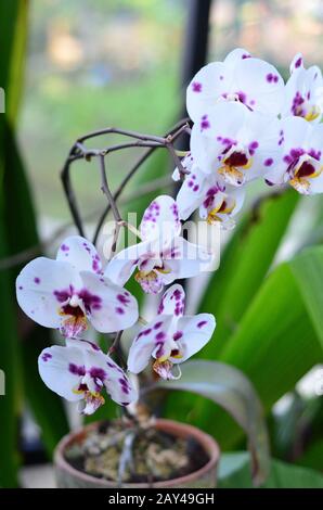 Purple Spotted Orchid Branch On Green Natural Background Stock Photo