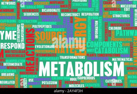 Metabolism Stock Photo