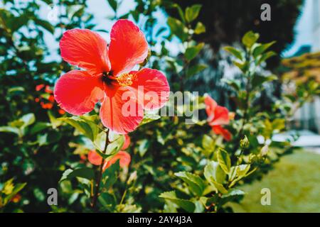 Close up of Red hibiscus flower against blurred green foliage Stock Photo