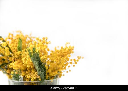 Mimosa in a glass on a white background, Place for text, Postcard, Stock Photo