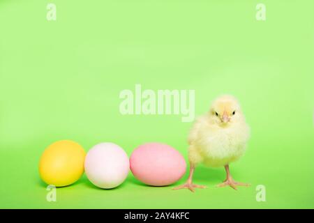 Chicken on a green background with an Easter egg, isolation, place for text Stock Photo