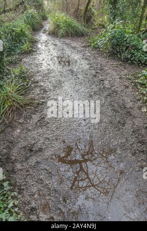 Wet muddy country footpath / tracks with puddle reflecting nearby trees. Winter weather season metaphor, reflections, trees reflected, rough track. Stock Photo